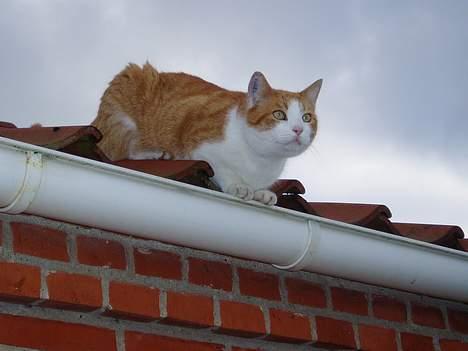 Huskat MATEO - herfra har jeg check på ALT billede 6