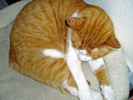 Huskat MATEO - Ah ja jamen jeg elsker at ligge her i min bløde kurv, får man mon fred? billede 7