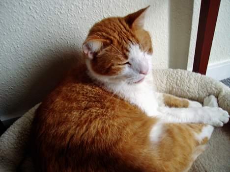 Huskat MATEO - Så............. kan man måske snart få fred for det kamera..! billede 8