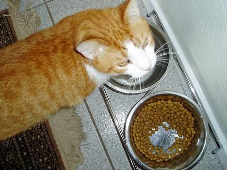 Huskat MATEO - Umm jeg tror at jeg lige smager på hundemaden ..umm det smager meget godt.. billede 9