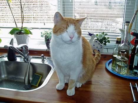 Huskat MATEO - Gisp.. Uha jeg må ikke gå på køkkenbordet. billede 10