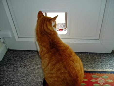 Huskat MATEO - Sk jeg tag n tur i området, det er jo lidt koldt endnu.. billede 11