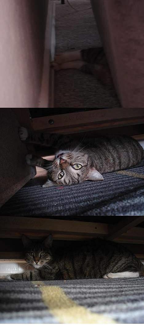 Blanding af racer FiFi - Find katten :D billede 10