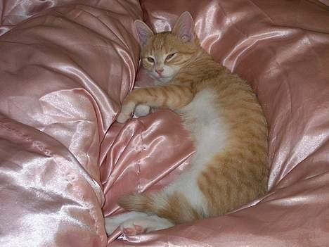 Huskat Rita (misse lange hale) - Mor jeg vil gerne sove.... billede 6