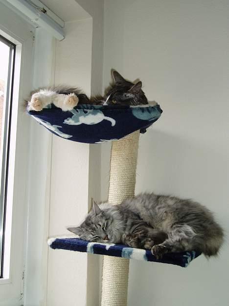 Blanding af racer Felix - R.I.P november 2010 - Det kradsetræ holder vist ikke til ret meget mere vægt...! GISP billede 16