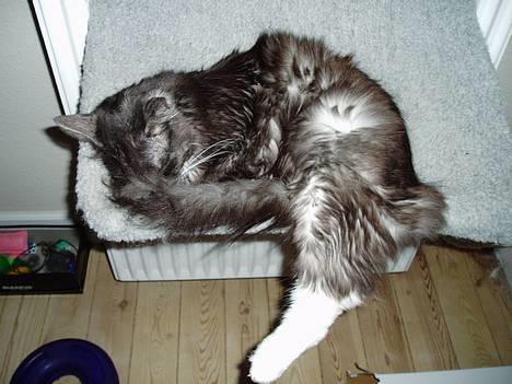 Blanding af racer Felix - R.I.P november 2010 - ZzZzzzzZZZzzzz! nat nat Felix! billede 17