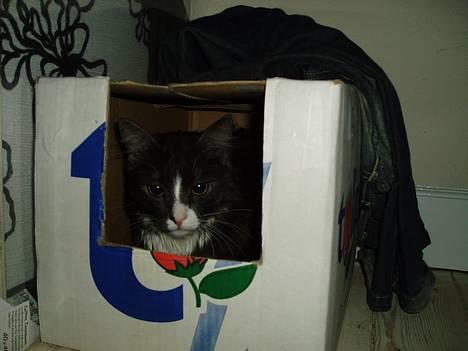 Blanding af racer Felix - R.I.P november 2010 - "Uglen" i hulen billede 18