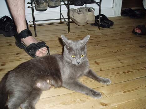 Blanding af racer Felix - R.I.P november 2010 - Her er Bertil og Felix´s mor Scooter :o) billede 19