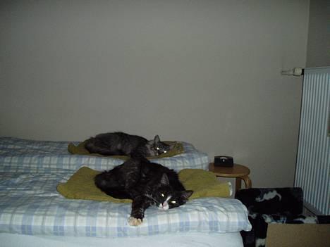 Blanding af racer Felix - R.I.P november 2010 - Ynglingspladsen i sengen :o) billede 20