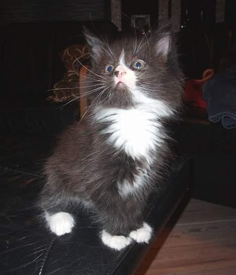 Maine Coon Teasy billede 3