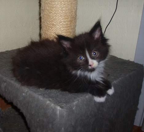 Maine Coon Teasy billede 4