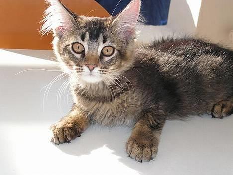 Norsk Skovkat Loke - ligger paa spisebordet og slikker sol, selvom det er lidt forbudt at ligge der :0) billede 1