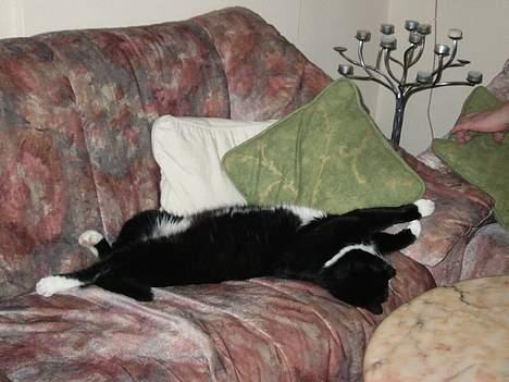 Blanding af racer Ballu - Ballu viser hvor stor han enlig er.. billede 2