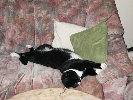 Blanding af racer Ballu billede 3