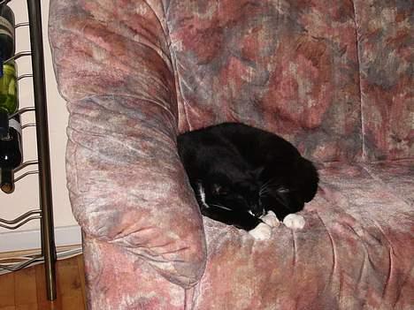 Blanding af racer Ballu - så skal der sgu soves.. billede 4