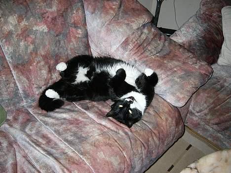 Blanding af racer Ballu - helt ærligt er han ikk bare cute.. billede 5