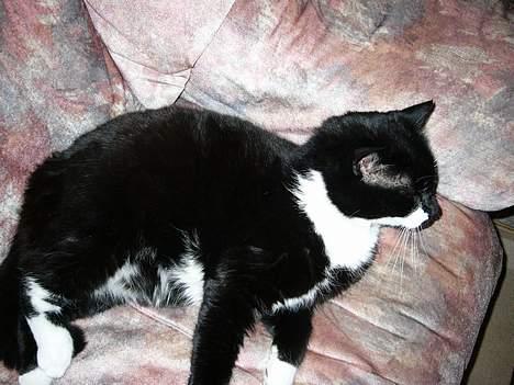 Blanding af racer Ballu billede 6