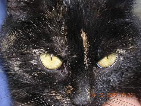 Blanding af racer nusser#død# - pas bare på lille mus billede 2