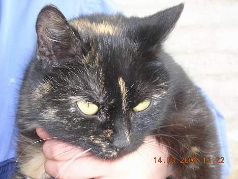 Blanding af racer nusser#død# - elsker at blive nusset billede 3