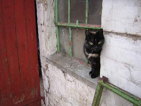 Blanding af racer nusser#død# - kigger lige hvad der sker billede 5