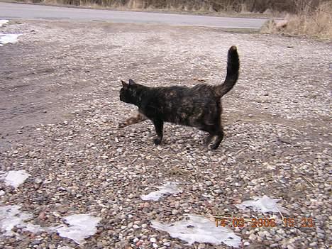 Blanding af racer nusser#død# - løber hen til sin ejer billede 6