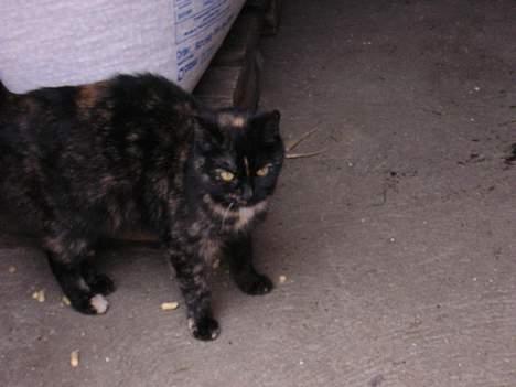 Blanding af racer nusser#død# - he he hun er rigtig fin billede 7