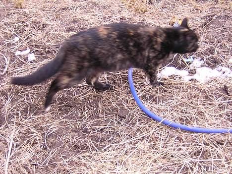 Blanding af racer nusser#død# - løber en tur billede 8