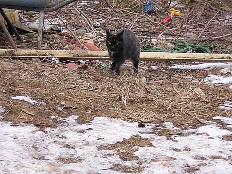Blanding af racer nusser#død# - kommer lige og siger hej billede 9