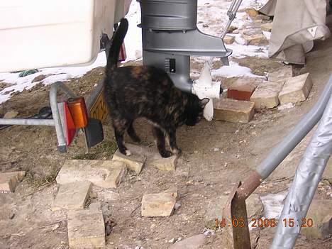 Blanding af racer nusser#død# - så kællen er man billede 10