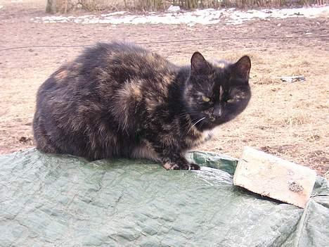 Blanding af racer nusser#død# - sider lige og holder en pause billede 11