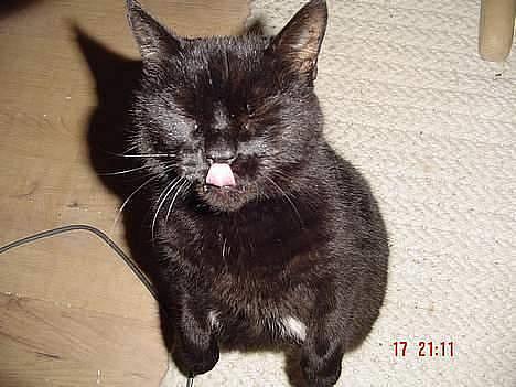 Blanding af racer Emma <3 *R.I.P.* - Emma<333 **står på bagben** :D så nuttet.<3 billede 7