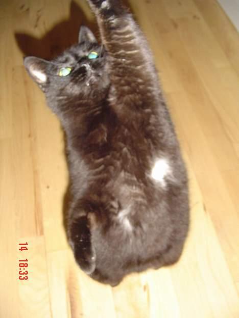 Blanding af racer Emma <3 *R.I.P.* - jeg vil ha, jeg vil haaa! :) billede 8