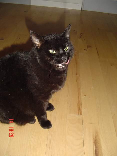 Blanding af racer Emma <3 *R.I.P.* - Mmmm...det smagte godt. billede 9