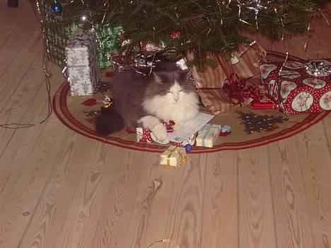 Blanding af racer tazz - bare rolig....jeg skal nok passe på julegaverne.....eller noget.... billede 1