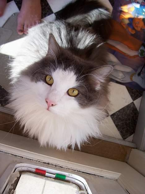 Blanding af racer tazz - mor. Vil du ikke godt lukke mig ud... billede 3