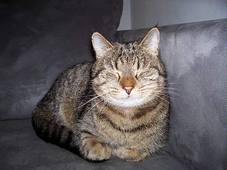 Blanding af racer tiger - uhhh...en god sofa mor og far har.... billede 1