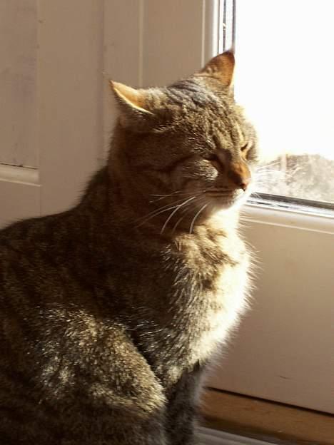 Blanding af racer tiger - det er nu dejligt med lidt sol... billede 2