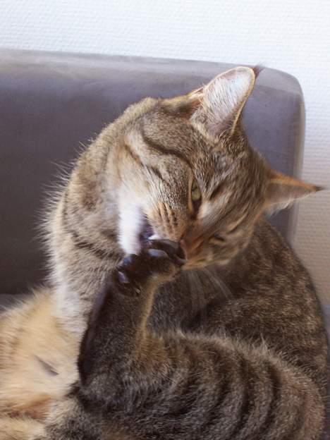 Blanding af racer tiger - ´man skal jo huske at holde tæerne rene... billede 3