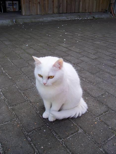 Blanding af racer tulle - Det er vist stadig lidt koldt udenfor.....Men jeg ELSKER bare at komme ud... billede 1