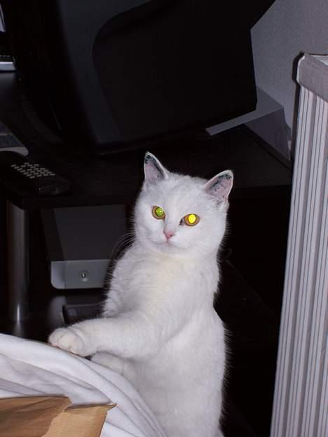 Blanding af racer tulle - hey...er det heroppe alt det sjove sker???? billede 2