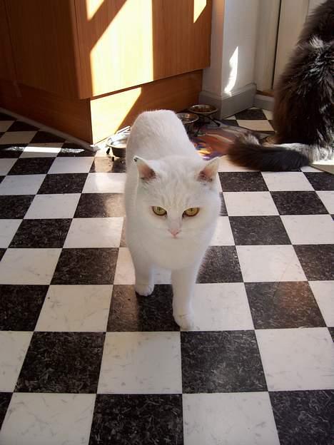 Blanding af racer tulle - her kommer jeg.... billede 3