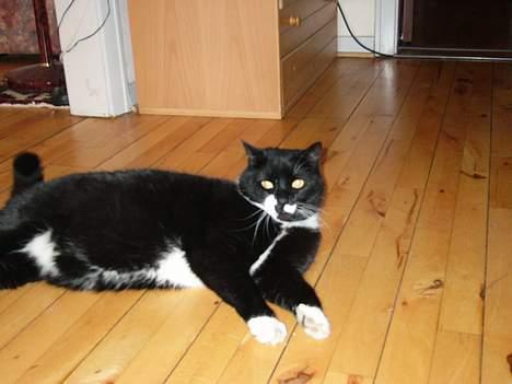 Blanding af racer Ballu billede 7