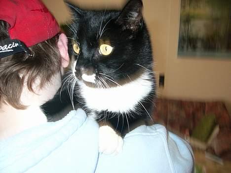 Blanding af racer Ballu billede 8