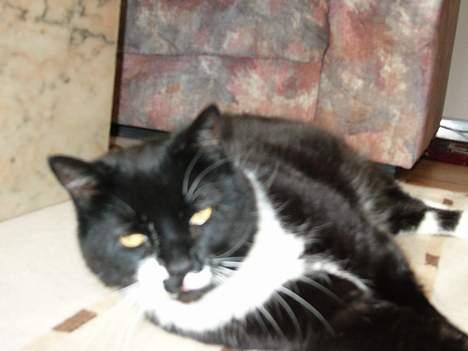 Blanding af racer Ballu billede 10