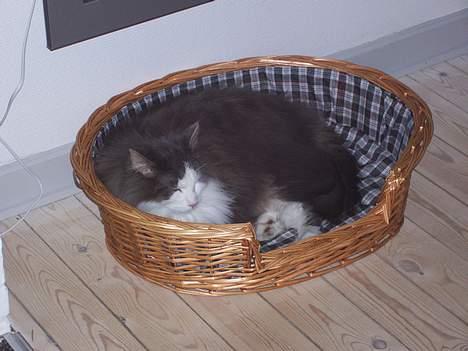 Blanding af racer tazz - jeg elsker bare at putte i min kurv, selv om det rigtig er en hundekurv.... billede 5