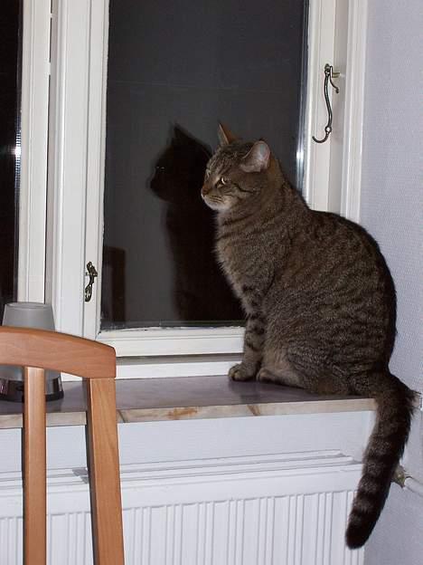 Blanding af racer tiger billede 4