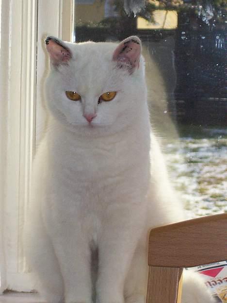 Blanding af racer tulle - zzz.....jeg er lidt morgensur...lad mig sove videre....zzz billede 4