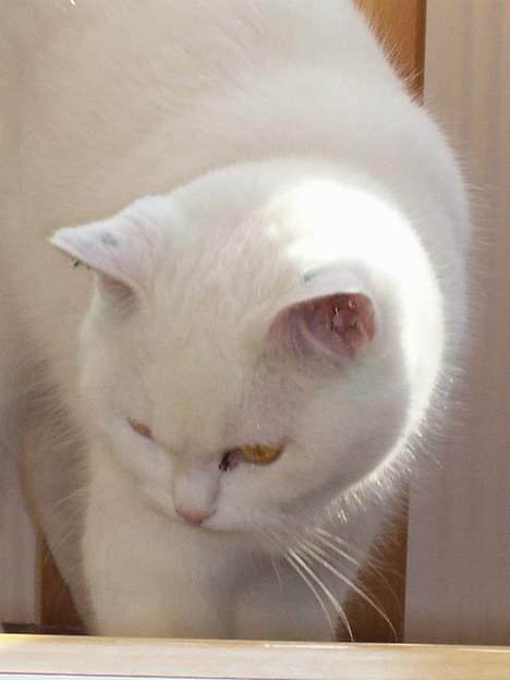 Blanding af racer tulle - hey....storebror....vent på mig.... billede 5