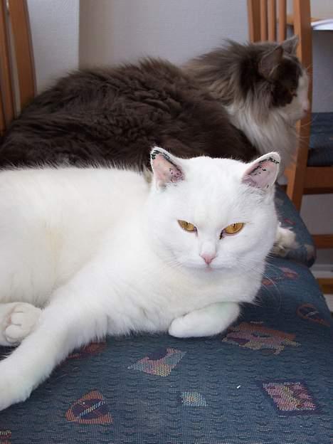 Blanding af racer tulle billede 6