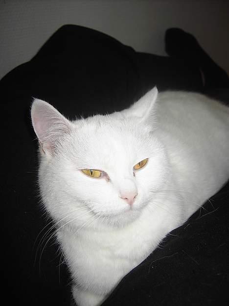 Blanding af racer tulle - der er ikke noget bedre end at putte hos mor.... billede 7